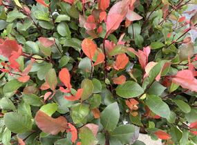 Blýskavka Fraserova 'Little Fenna' - Photinia fraseri 'Little Fenna'