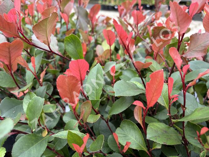 Blýskavka Fraserova 'Little Fenna' - Photinia fraseri 'Little Fenna'