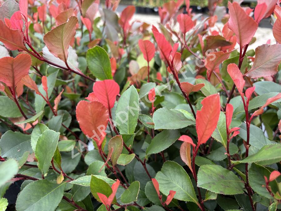 Blýskavka Fraserova 'Little Fenna' - Photinia fraseri 'Little Fenna'