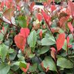 Blýskavka Fraserova 'Little Fenna' - Photinia fraseri 'Little Fenna'