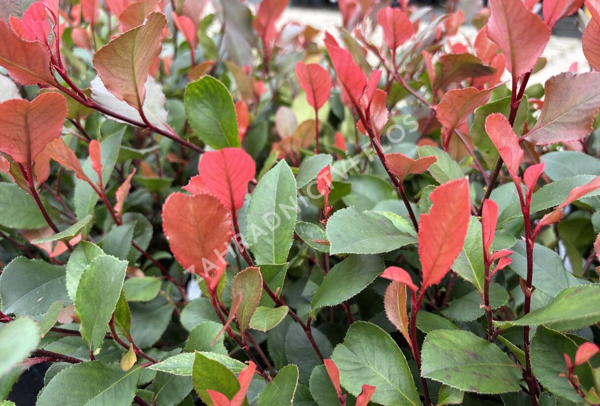 Blýskavka Fraserova 'Little Fenna' - Photinia fraseri 'Little Fenna'