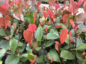 Blýskavka Fraserova 'Little Fenna' - Photinia fraseri 'Little Fenna'