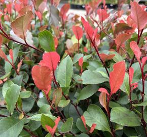 Blýskavka Fraserova 'Little Fenna' - Photinia fraseri 'Little Fenna'