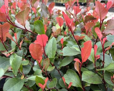 Blýskavka Fraserova 'Little Fenna'