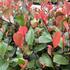 Photinia fraseri 'Little Fenna'.JPG