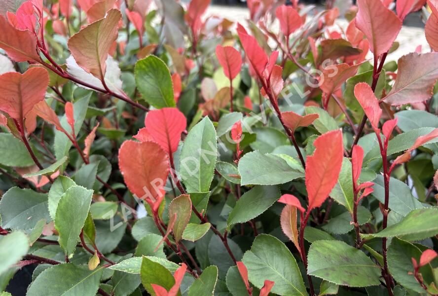 Blýskavka Fraserova 'Little Fenna' - Photinia fraseri 'Little Fenna'