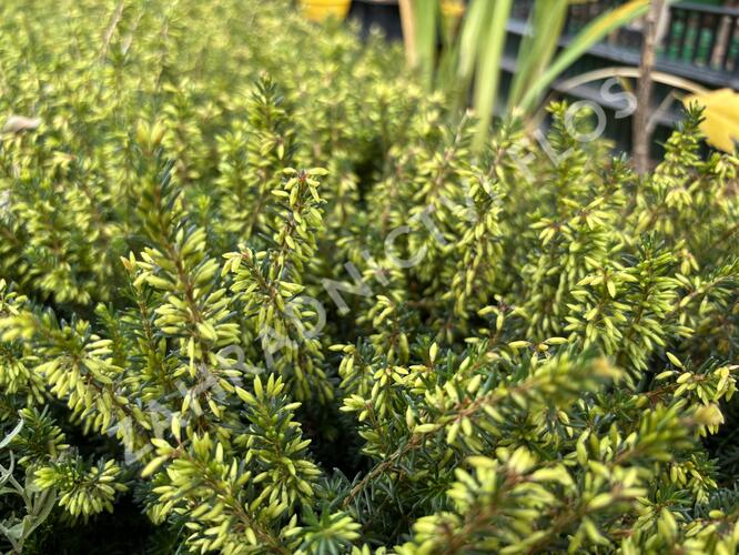 Vřesovec pleťový 'Rosalie' - Erica carnea 'Rosalie'