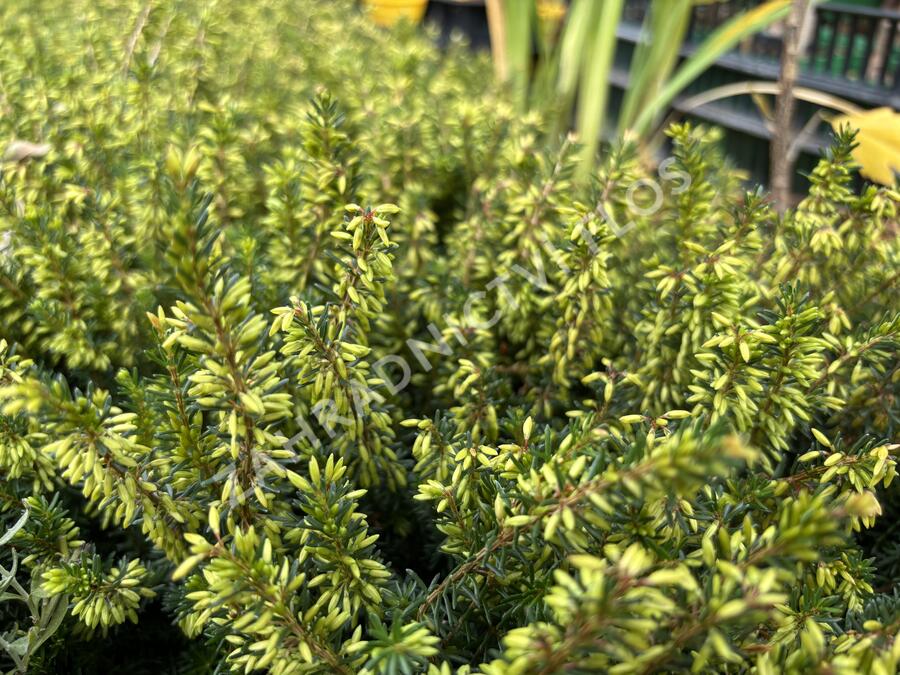 Vřesovec pleťový 'Rosalie' - Erica carnea 'Rosalie'