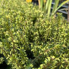 Vřesovec pleťový 'Rosalie' - Erica carnea 'Rosalie'