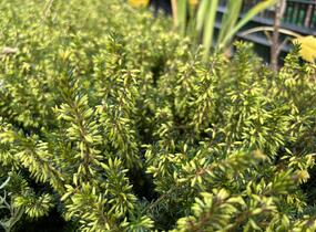 Vřesovec pleťový 'Rosalie' - Erica carnea 'Rosalie'