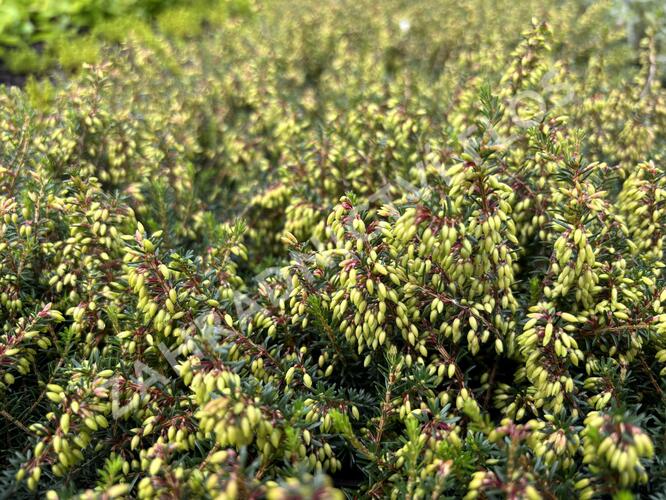 Vřesovec pleťový 'Winterfreude' - Erica carnea 'Winterfreude'