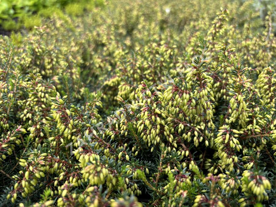 Vřesovec pleťový 'Winterfreude' - Erica carnea 'Winterfreude'