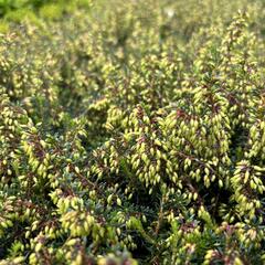 Vřesovec pleťový 'Winterfreude' - Erica carnea 'Winterfreude'