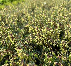 Vřesovec pleťový 'Winterfreude' - Erica carnea 'Winterfreude'