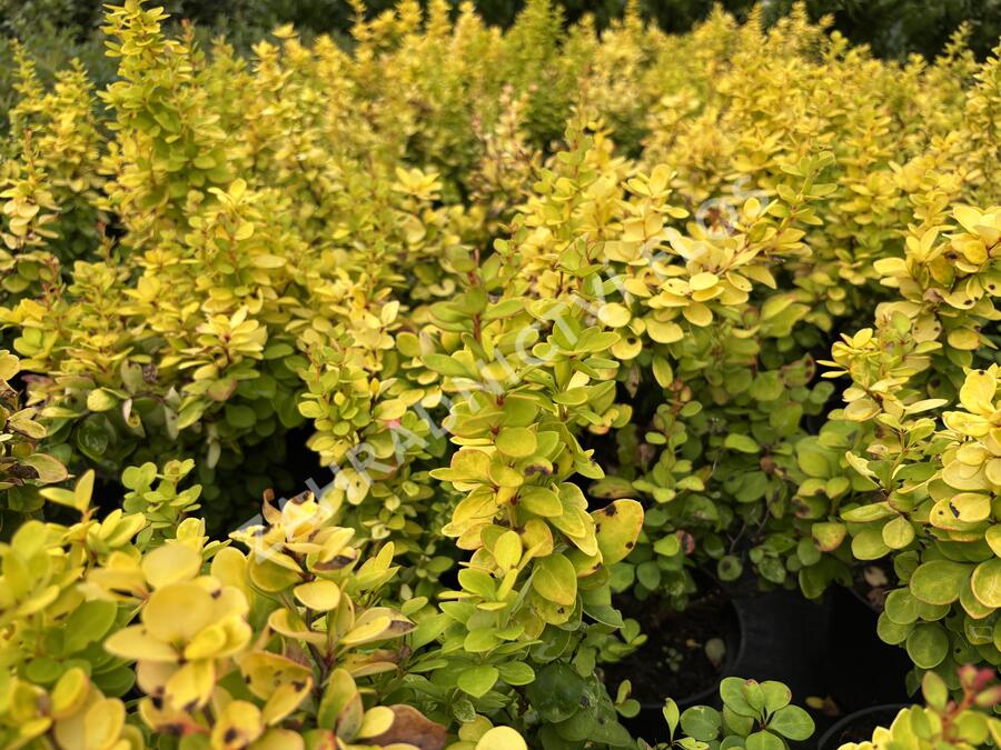 Dřišťál Thunbergův 'Neon Gold' - Berberis thunbergii 'Neon Gold'