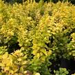 Dřišťál Thunbergův 'Neon Gold' - Berberis thunbergii 'Neon Gold'
