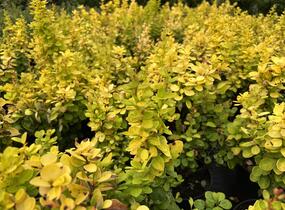 Dřišťál Thunbergův 'Neon Gold' - Berberis thunbergii 'Neon Gold'