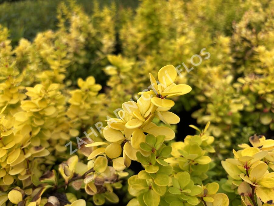 Dřišťál Thunbergův 'Neon Gold' - Berberis thunbergii 'Neon Gold'