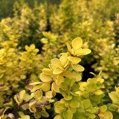 Dřišťál Thunbergův 'Neon Gold' - Berberis thunbergii 'Neon Gold'