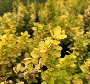 Dřišťál Thunbergův 'Neon Gold' - Berberis thunbergii 'Neon Gold'
