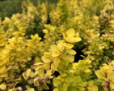 Dřišťál Thunbergův 'Neon Gold'