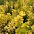 Berberis thunbergii 'Neon Gold'_02.JPG