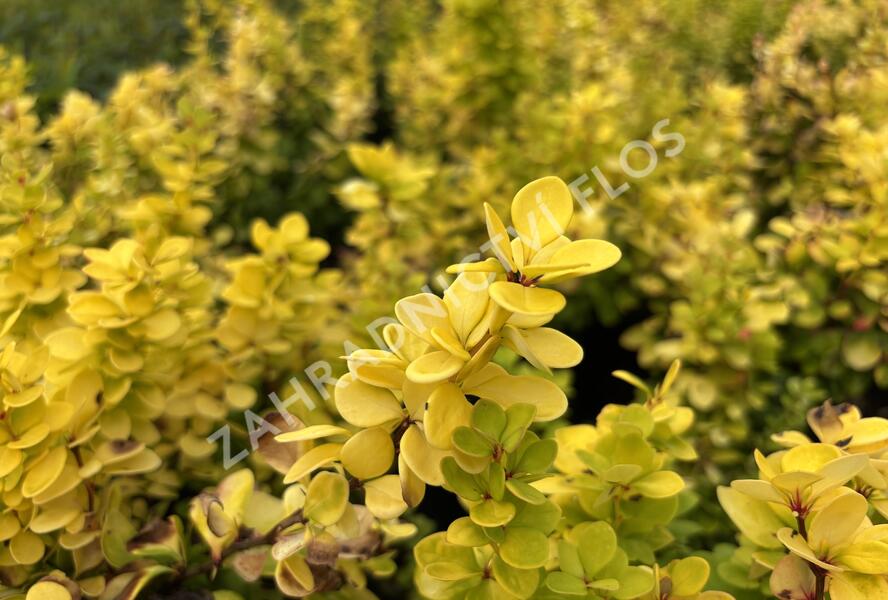 Dřišťál Thunbergův 'Neon Gold' - Berberis thunbergii 'Neon Gold'