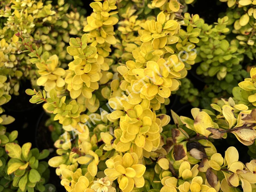 Dřišťál Thunbergův 'Neon Gold' - Berberis thunbergii 'Neon Gold'