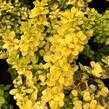 Dřišťál Thunbergův 'Neon Gold' - Berberis thunbergii 'Neon Gold'