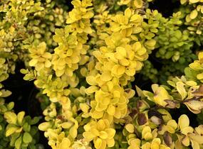 Dřišťál Thunbergův 'Neon Gold' - Berberis thunbergii 'Neon Gold'