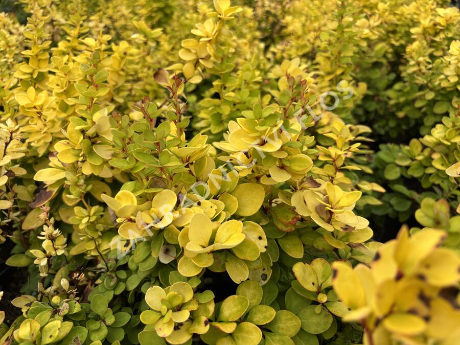 Dřišťál Thunbergův 'Neon Gold' - Berberis thunbergii 'Neon Gold'