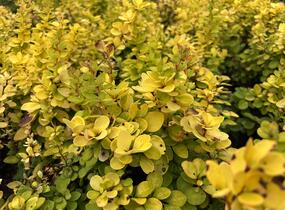 Dřišťál Thunbergův 'Neon Gold' - Berberis thunbergii 'Neon Gold'