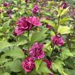 Ibišek syrský 'Red Devil' - Hibiscus syriacus 'Red Devil'