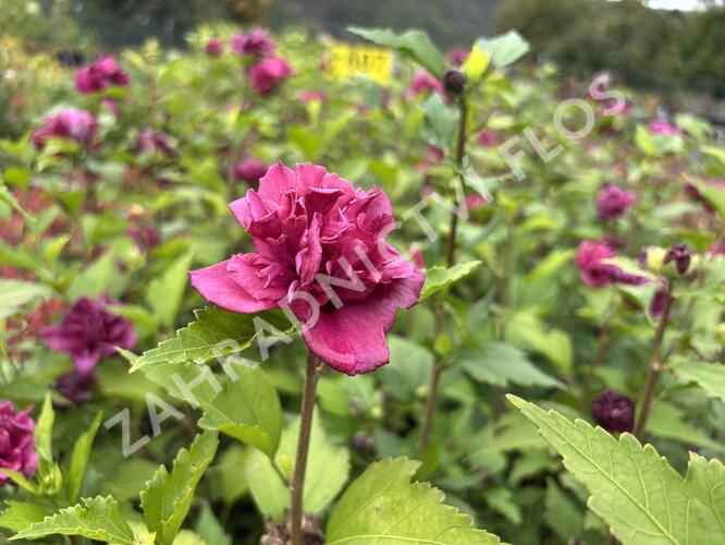 Ibišek syrský 'Red Devil' - Hibiscus syriacus 'Red Devil'