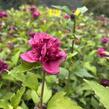 Ibišek syrský 'Red Devil' - Hibiscus syriacus 'Red Devil'