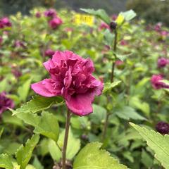 Ibišek syrský 'Red Devil' - Hibiscus syriacus 'Red Devil'