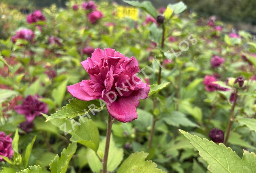 Ibišek syrský 'Red Devil' - Hibiscus syriacus 'Red Devil'