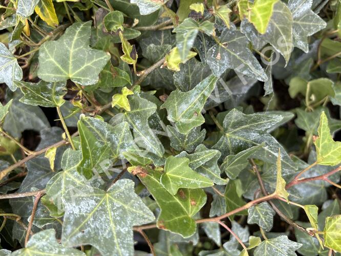 Břečťan popínavý 'Elja' - Hedera helix 'Elja'