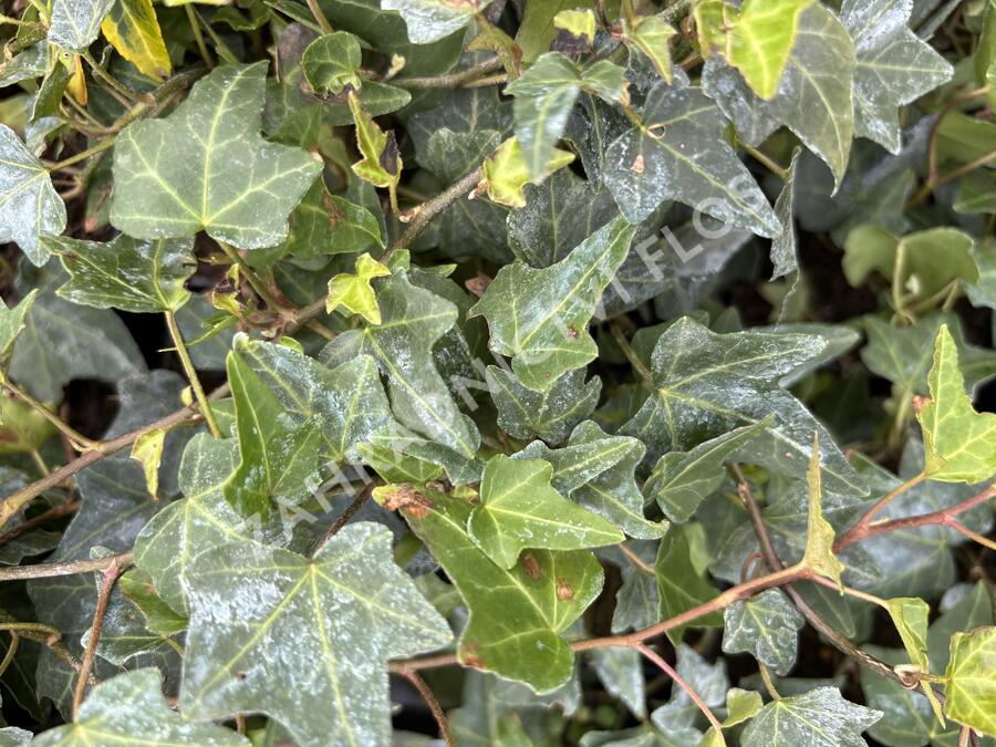 Břečťan popínavý 'Elja' - Hedera helix 'Elja'