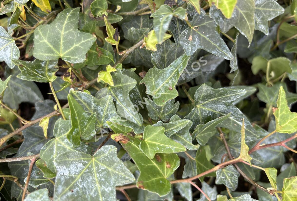 Břečťan popínavý 'Elja' - Hedera helix 'Elja'