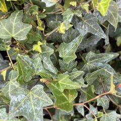 Břečťan popínavý 'Elja' - Hedera helix 'Elja'