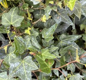 Břečťan popínavý 'Elja' - Hedera helix 'Elja'