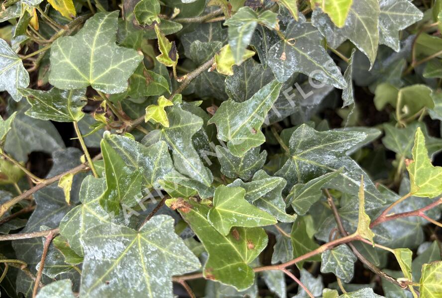 Břečťan popínavý 'Elja' - Hedera helix 'Elja'