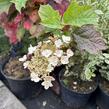 Hortenzie dubolistá 'Snowword' - Hydrangea quercifolia 'Snowword'