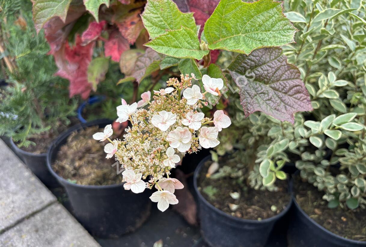 Hortenzie dubolistá 'Snow World' - Hydrangea quercifolia 'Snow World'