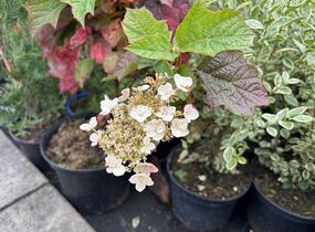 Hortenzie dubolistá 'Snow World' - Hydrangea quercifolia 'Snow World'
