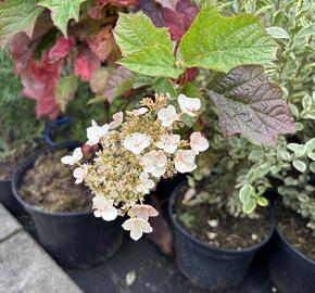Hortenzie dubolistá 'Snowword' - Hydrangea quercifolia 'Snowword'