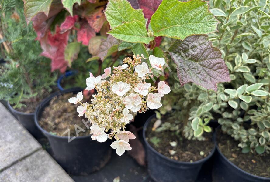 Hortenzie dubolistá 'Snow World' - Hydrangea quercifolia 'Snow World'
