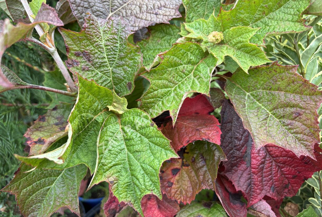 Hortenzie dubolistá 'Snow World' - Hydrangea quercifolia 'Snow World'