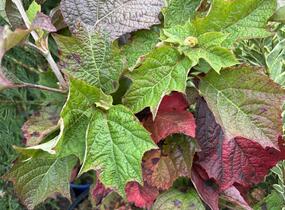 Hortenzie dubolistá 'Snow World' - Hydrangea quercifolia 'Snow World'